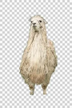 White alpaca sitting on transparent background Stock Photos