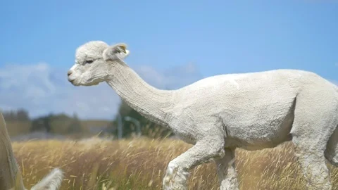 White Alpaca walking through a meadow Stock Footage 93542939