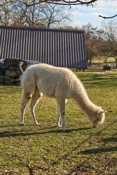 The white alpaca will settle in a meadow in the village. Stock Photos