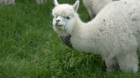 White Alpacas feeding in meadow Stock Footage 67673296