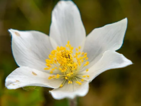 White alpine anemone bloom close-up in mountain meadow Photos