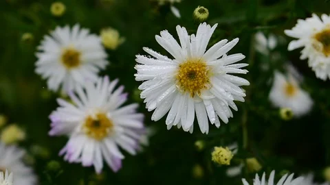 White alpine aster flowers Stock Footage 116434677