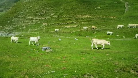 White alpine cows graze in a green gras. Stock Photos
