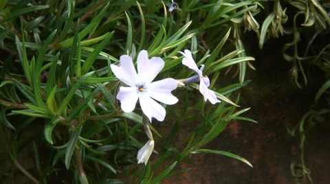 White Alpine plant 04 Stock Footage 37271144