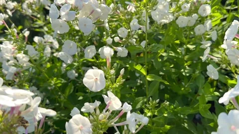White alpine small flowers Stock Footage 246984901