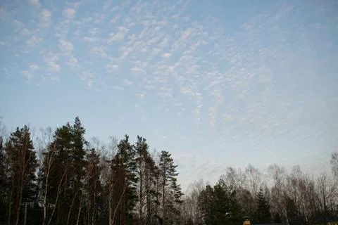 White altocumulus clouds with small sunset glowand trees. Small beautiful clo Stock Photos