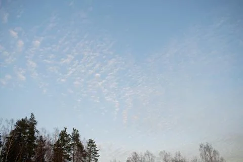 White altocumulus clouds with small sunset glowand trees. Small beautiful clo Stock Photos