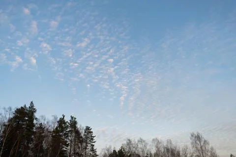 White altocumulus clouds with small sunset glow and trees. Stock Photos