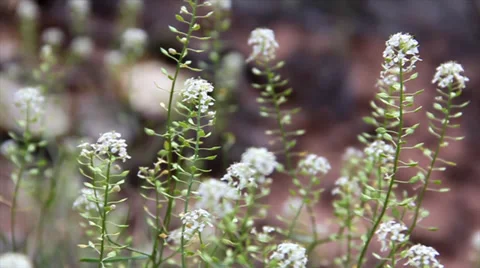 White Alyssum in the Desert Stock Footage 38896674