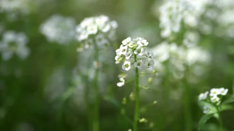 White Alyssum Stock Footage 161410189