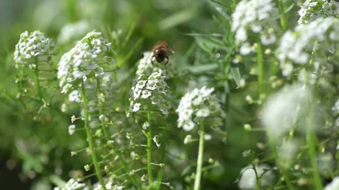 White Alyssum2 Stock Footage 161410194