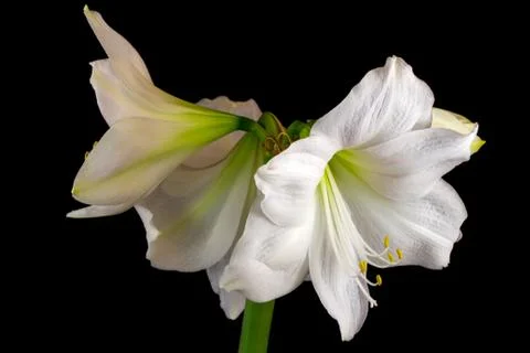 White amaryllis Stock Photos