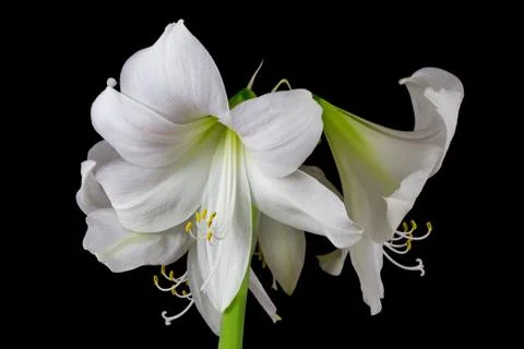 White amaryllis Stock Photos