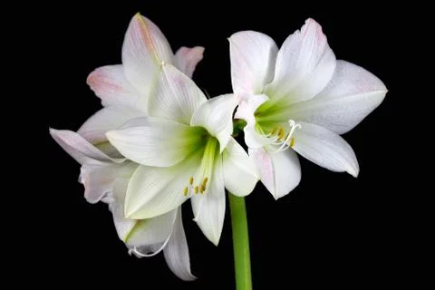White amaryllis Stock Photos