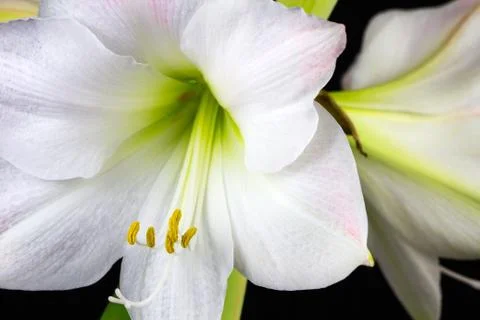 White amaryllis Stock Photos