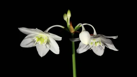 White Amazon lily flower Stock Footage 11138027