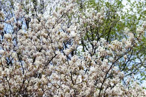 White amelanchier bush in springtime Stock Photos