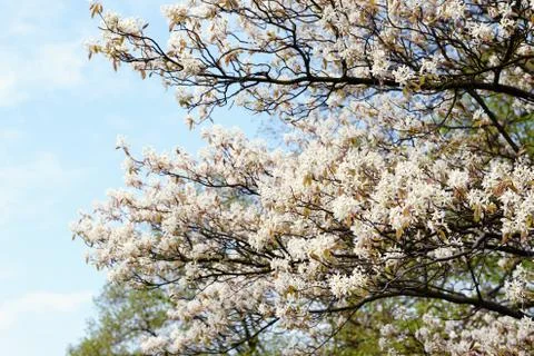 White amelanchier bush in springtime Foto stock