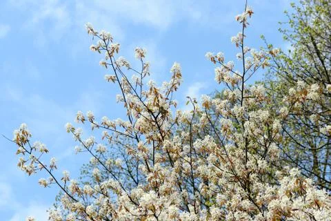 White amelanchier bush in springtime Stock Photos