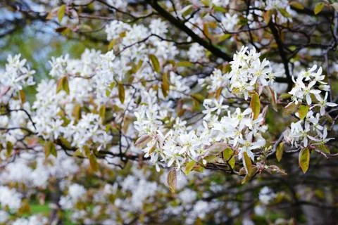 White amelanchier bush in springtime Stock Photos