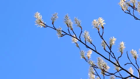 White amelanchier flowers blooming in spring against a clear blue sky Stock Footage 339263460