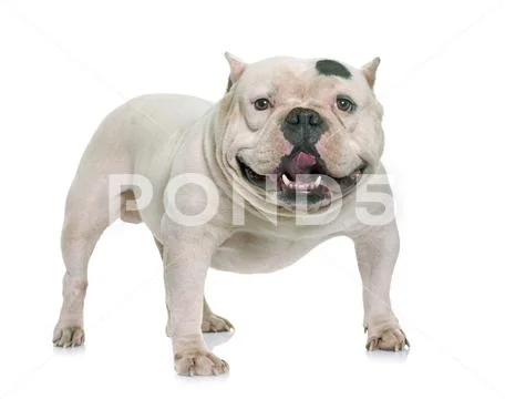 White american bully Stock Photos