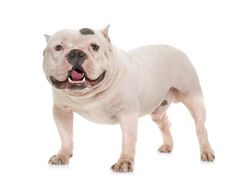 White american bully Stock Photos