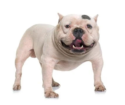 White american bully Stock Photos
