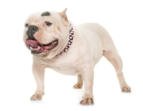 White american bully Stock Photos