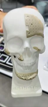 A white anatomical skull model Фото