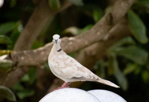 White and beige eurasian collared dove standing on white surface Stock Photos