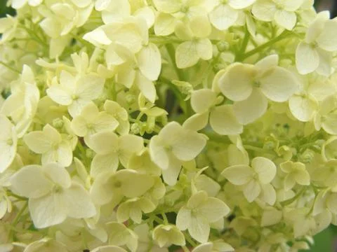 White and beige hydrangea macro, close up structure of flowers for background Stock Photos