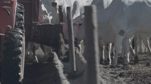 White and black beef cattle in feedlot feeding on feed Stock Footage 129452149