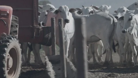 White and black beef cattle in feedlot feeding on feed Stock Footage 129452167