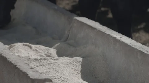 White and black beef cattle in feedlot feeding on feed Stock Footage 129452271