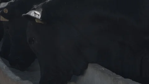 White and black beef cattle in feedlot feeding on feed Stock Footage 129452365