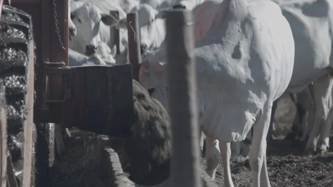 White and black beef cattle in feedlot feeding on feed Stock Footage 129452373
