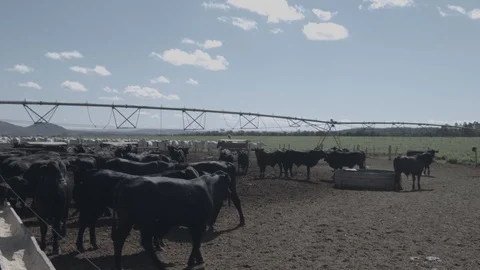 White and black beef cattle in feedlot feeding on feed Stock Footage 129452592