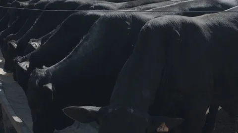 White and black beef cattle in feedlot feeding on feed Stock Footage 129452653