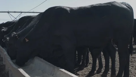 White and black beef cattle in feedlot feeding on feed Stock Footage 129452717