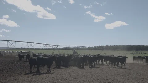 White and black beef cattle in feedlot feeding on feed Stock Footage 129452772