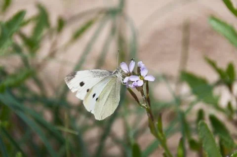 White and black butterfly on tiny pink flower close up. Nature background Stock Photos