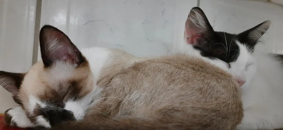 White and black cat and a beige kitten sleeping together. Stock Photos
