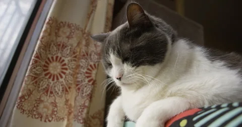 White and black cat drapes paws over patterned pillow gazing out window Stock Footage 273511510