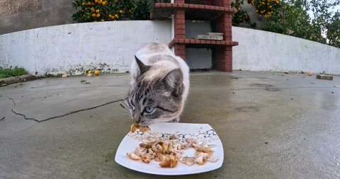 White and Black Cat Eating Chicken on a Rainy Terrace with a BBQ Behind	 Stock Footage 300219701