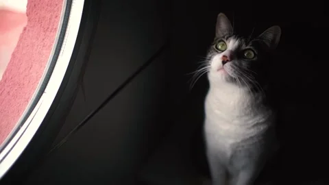 White and black cat inside house looking through the window 動画素材 233673261