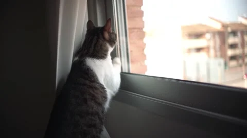 White and black cat inside house looking through the window Stock Footage 233673539
