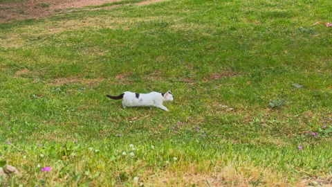 White and black cat walking through a grassy meadow Stock Footage 343139039