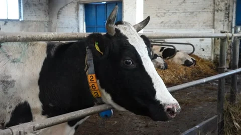 White and black cow head with black eyes. Video stock 306399304