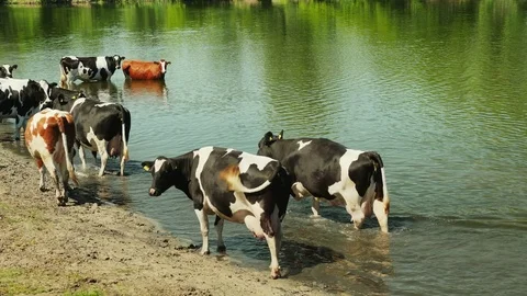 White and black cows on river Stock Footage 75995693